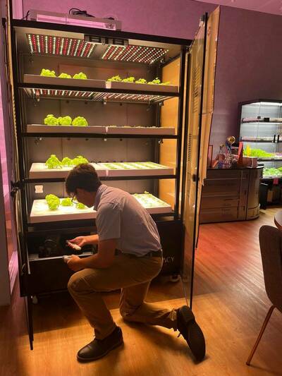 Notre Dame student Johan Rengifo examines basil plants during internship at Farmacy.